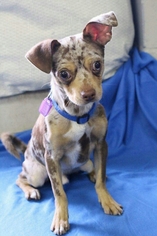 Chug Dogs for adoption in Mukwonago, WI, USA