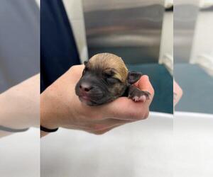 Chinese Shar-Pei-Unknown Mix Dogs for adoption in Mobile, AL, USA