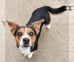 Jack Russell Terrier-Unknown Mix Dogs for adoption in Chester, IL, USA