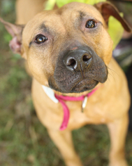 Mutt Dogs for adoption in Media, PA, USA