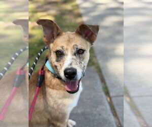Retriever -Unknown Mix Dogs for adoption in Salt Lake City, UT, USA