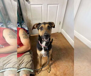 Catahoula Leopard Dog-German Shepherd Dog Mix Dogs for adoption in Bolivar, MO, USA