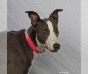 Greyhound-Unknown Mix Dogs for adoption in Woodinville, WA, USA