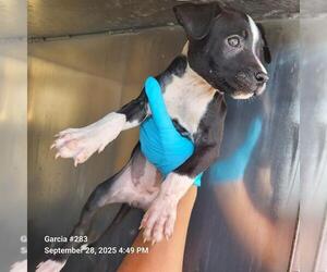 Labrador Retriever-Unknown Mix Dogs for adoption in San Antonio, TX, USA