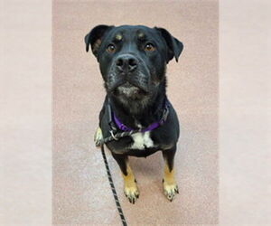 Rottweiler-Unknown Mix Dogs for adoption in Ogden, UT, USA