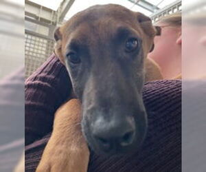Doberman Pinscher Dogs for adoption in Salinas, CA, USA