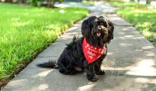 Shih Tzu Dogs for adoption in HOUSTON, TX, USA