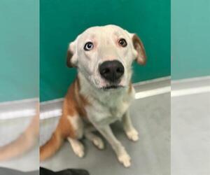 Border Collie-Texas Heeler Mix Dogs for adoption in Visalia, CA, USA