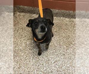 Chihuahua Dogs for adoption in Pueblo, CO, USA