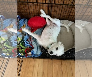 Mutt Dogs for adoption in Germantown, OH, USA