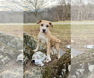 Boxer-Unknown Mix Dogs for adoption in Hinton, WV, USA