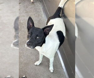 Border Collie-Rat Terrier Mix Dogs for adoption in San Bernardino, CA, USA