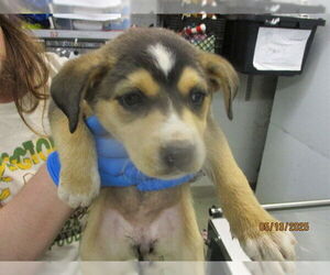 German Shepherd Dog-Unknown Mix Dogs for adoption in Oklahoma City, OK, USA