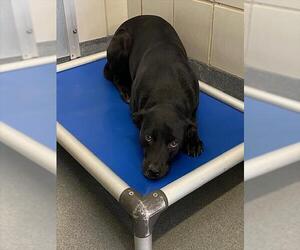 Medium Photo #1 Labrador Retriever-Unknown Mix Puppy For Sale in San Antonio, TX, USA