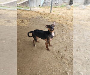 Boston Huahua Dogs for adoption in Evansville, IN, USA