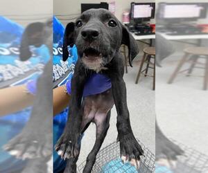 American Pit Bull Terrier Dogs for adoption in Pasadena, TX, USA