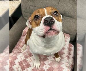 Mutt Dogs for adoption in Peoria, IL, USA