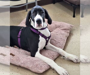 Great Dane Dogs for adoption in Mundelein, IL, USA