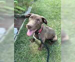 Mutt Dogs for adoption in Oskaloosa, IA, USA