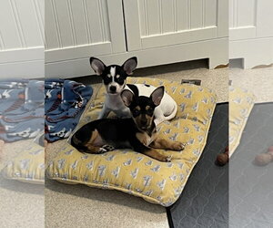 Chihuahua Dogs for adoption in Jackson Township, NJ, USA