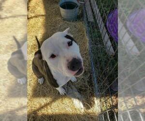 American Pit Bull Terrier Dogs for adoption in Hernando, MS, USA