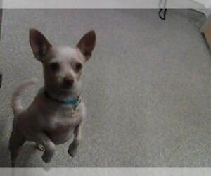 Chihuahua Dogs for adoption in Fort Collins, CO, USA