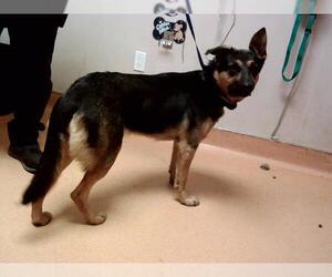 German Shepherd Dog-Unknown Mix Dogs for adoption in Martinez, CA, USA