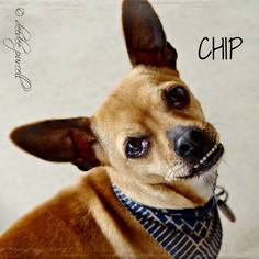 Chihuahua Dogs for adoption in Peoria, AZ, USA