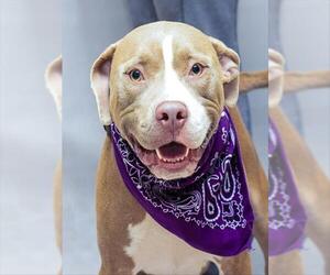 Mutt Dogs for adoption in Sanford, FL, USA