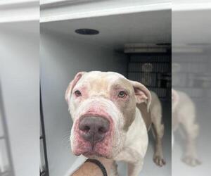 Mutt Dogs for adoption in Houston, TX, USA