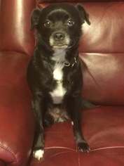 Chihuahua-Unknown Mix Dogs for adoption in O Fallon, MO, USA
