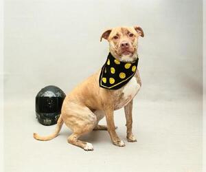 Labrador Retriever-Unknown Mix Dogs for adoption in Sanford, FL, USA