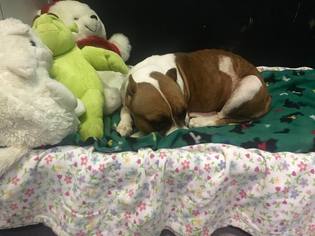 Bulldog Dogs for adoption in Mission, KS, USA