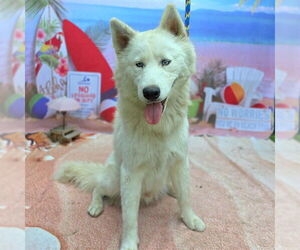 Siberian Husky Dogs for adoption in Long Beach, CA, USA