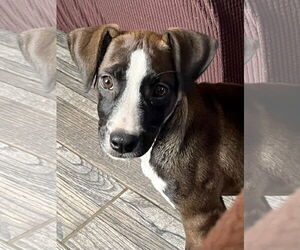 Mutt Dogs for adoption in Mount Laurel, NJ, USA