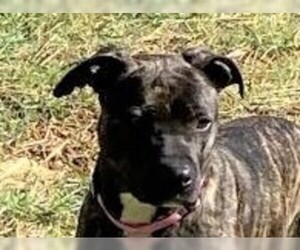 American Pit Bull Terrier-Unknown Mix Dogs for adoption in Cookeville, TN, USA
