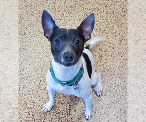 Rat Terrier-Unknown Mix Dogs for adoption in Springfield, MA, USA