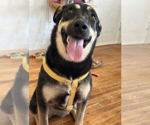 German Shepherd Dog-Unknown Mix Dogs for adoption in Williamsburg, NM, USA