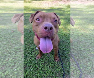 American Pit Bull Terrier-Unknown Mix Dogs for adoption in Rockaway, NJ, USA