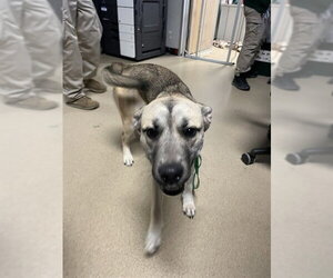 German Shepherd Dog-Unknown Mix Dogs for adoption in Plano, TX, USA
