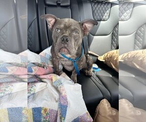 French Bulldog-Unknown Mix Dogs for adoption in Dallas, TX, USA