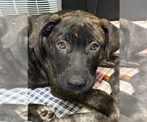 German Shepherd Dog-Unknown Mix Dogs for adoption in Canton, CT, USA