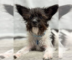Mutt Dogs for adoption in Plainfield, IL, USA