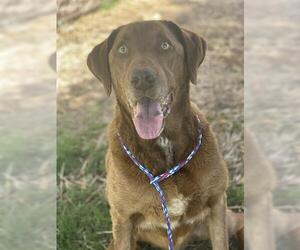 Labrador Retriever-Unknown Mix Dogs for adoption in Tulsa, OK, USA