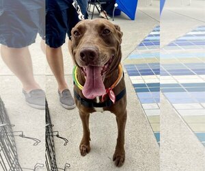 Chocolate Labrador retriever-Labrador Retriever Mix Dogs for adoption in San Diego, CA, USA