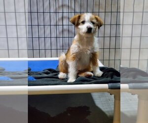 Mutt Dogs for adoption in Foristell, MO, USA