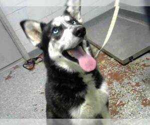 Alaskan Malamute Dogs for adoption in Atlanta, GA, USA