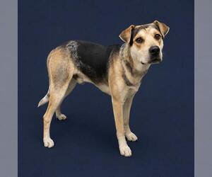 German Shepherd Dog-Texas Heeler Mix Dogs for adoption in HESPERIA, CA, USA