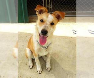 Mutt Dogs for adoption in Holly Springs, MS, USA