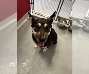 German Shepherd Dog-Unknown Mix Dogs for adoption in Visalia, CA, USA